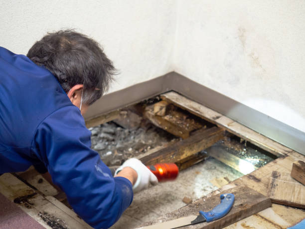 Best Mold Removal Specialists  in Silver Summit, UT