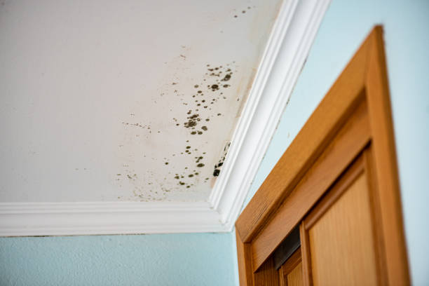 Best Mold Cleaning Services  in Silver Summit, UT