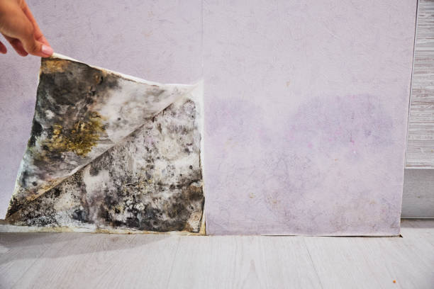 Best Commercial Mold Removal  in Silver Summit, UT